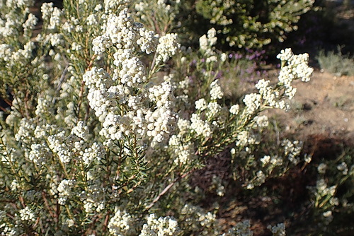Image of Phylica rigidifolia by no rights reserved