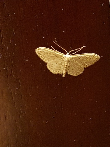 Idaea seriata