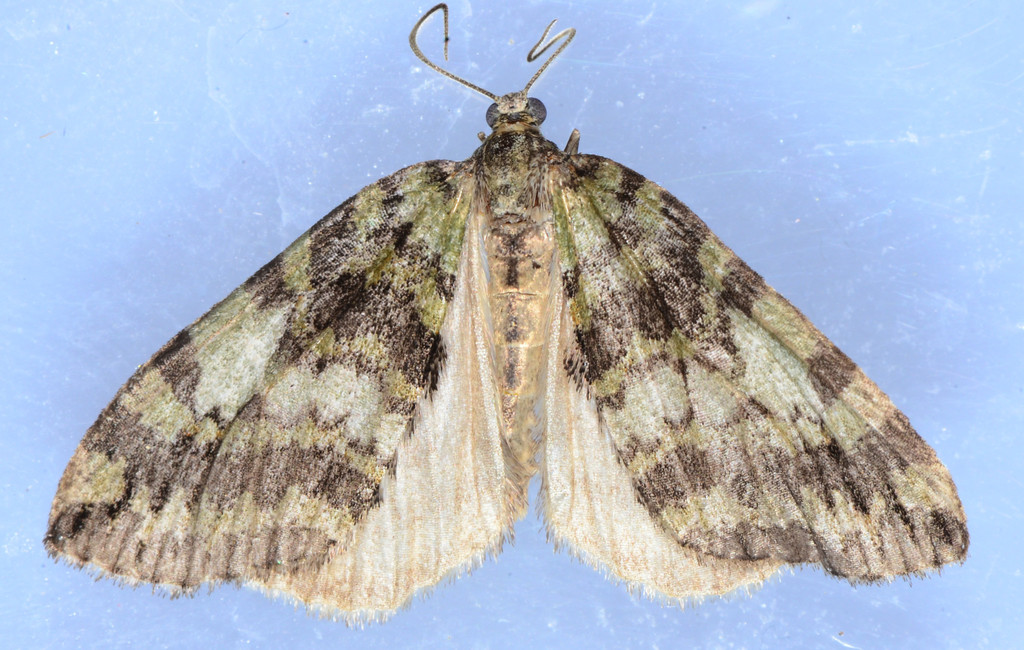 Renounced Hydriomena Moth