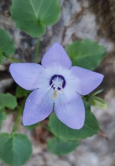 Campanula austroadriatica
