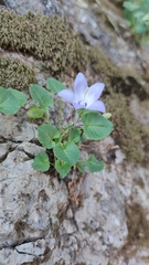 Campanula austroadriatica