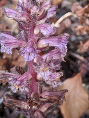 Orobanche hederae