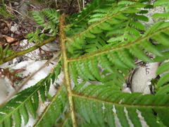 Cyathea capensis