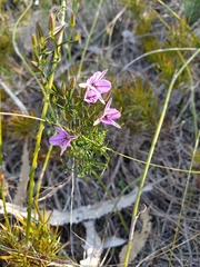 Thysanotus manglesianus