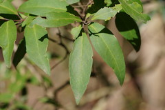 Notelaea ligustrina