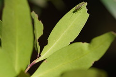 Notelaea ligustrina