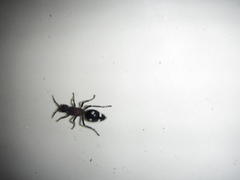 Dolichomutilla sycorax