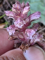 Orobanche hederae
