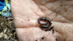 Dendrodrilus rubidus