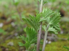 Euphrasia caucasica