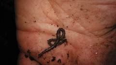 Dendrodrilus rubidus