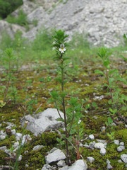 Euphrasia caucasica