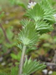 Euphrasia caucasica