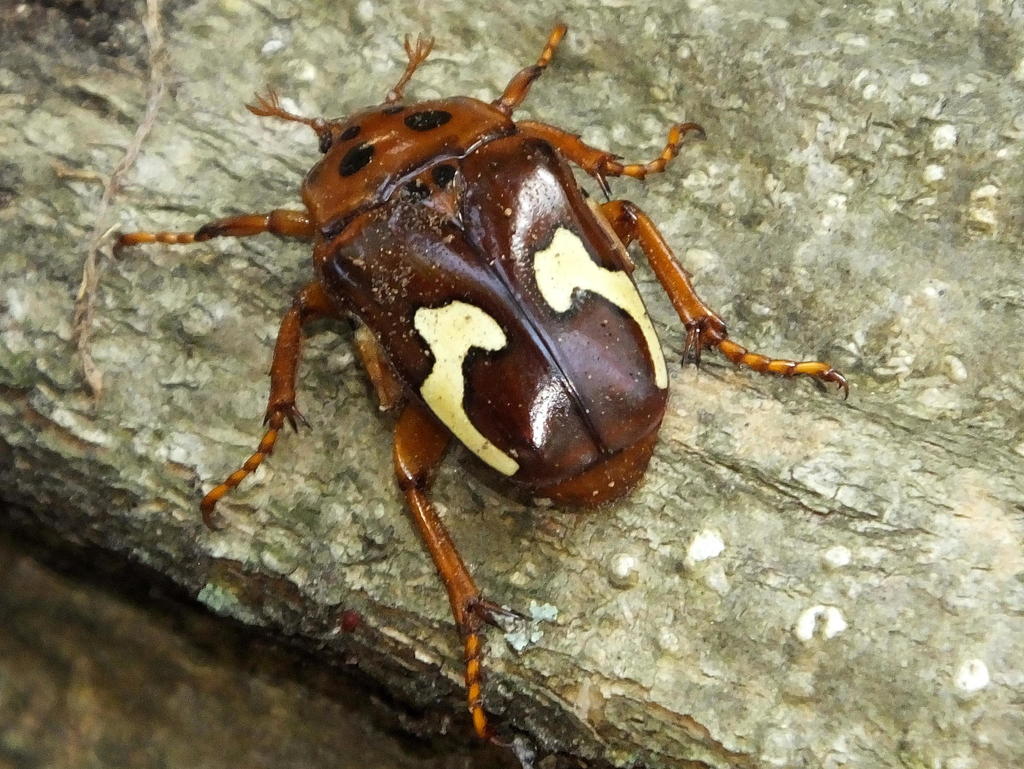 Zigzag Fruit Chafer (Cetoniinae of Africa) · iNaturalist