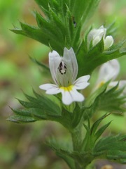 Euphrasia caucasica