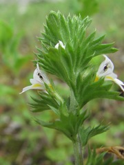 Euphrasia caucasica