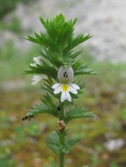 Euphrasia caucasica