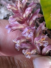 Orobanche hederae