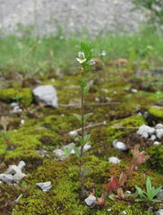 Euphrasia caucasica