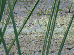 Calidris bairdii