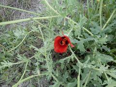 Glaucium corniculatum