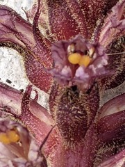 Orobanche hederae