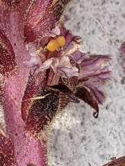 Orobanche hederae
