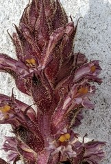 Orobanche hederae