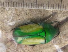 Chlorocala africana subsuturalis