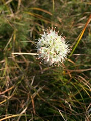 Allium ochroleucum
