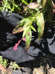 Persicaria orientalis
