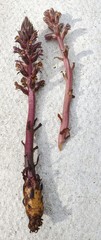 Orobanche hederae