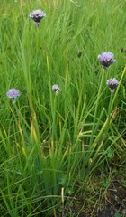 Allium ledebourianum