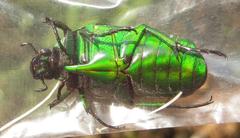 Chlorocala africana subsuturalis