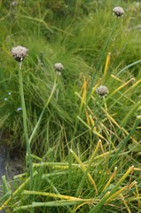 Allium ledebourianum