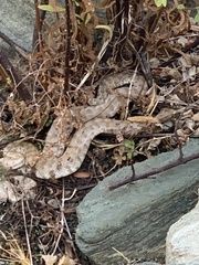 Macrovipera lebetinus schweizeri