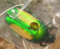 Chlorocala africana subsuturalis