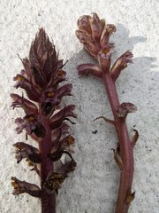 Orobanche hederae