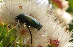 Chlorocala africana subsuturalis