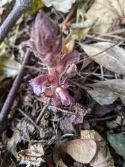 Orobanche hederae
