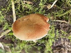 Pluteus phlebophorus
