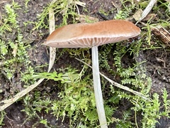 Pluteus phlebophorus