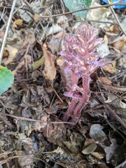 Orobanche hederae