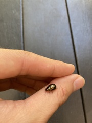 Chrysolina americana