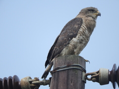 Circaetus fasciolatus