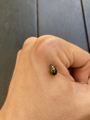 Chrysolina americana