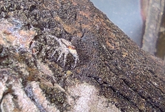 Menemerus bivittatus