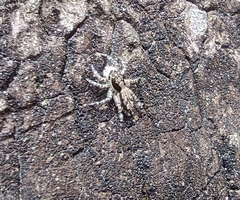 Menemerus bivittatus