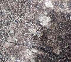 Menemerus bivittatus