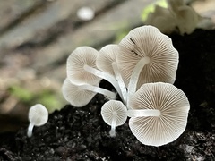 Candolleomyces albipes